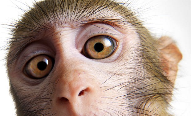 monkey-close-up_2025861i